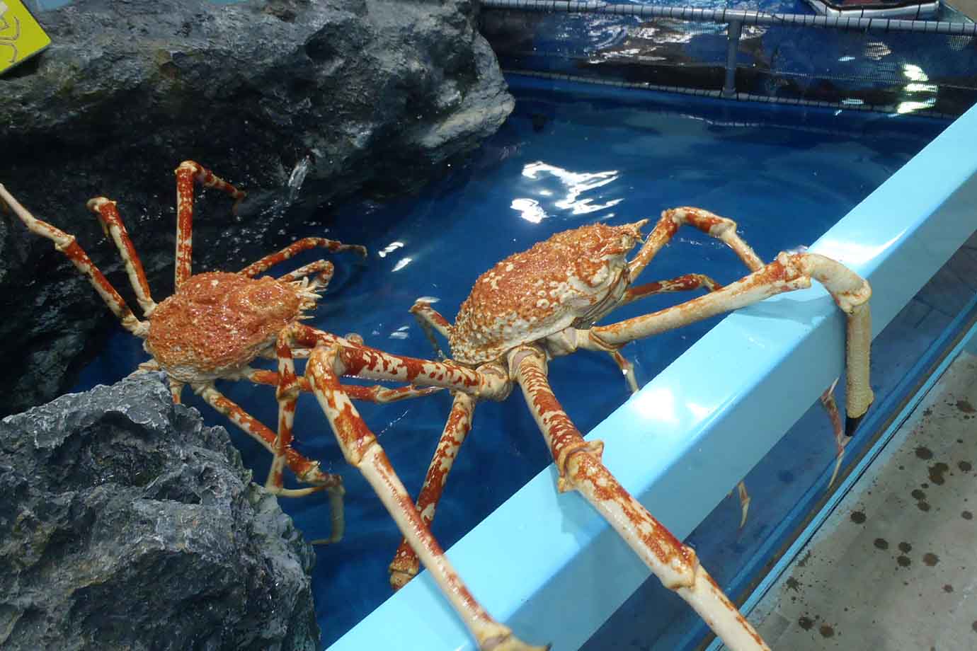 タカアシガニ、オオグソクムシ、イガグリガニといった深海生物の水槽に、手を入れてふれあえる「さわりんプール」は、子どもだけでなく大人にも好評です。