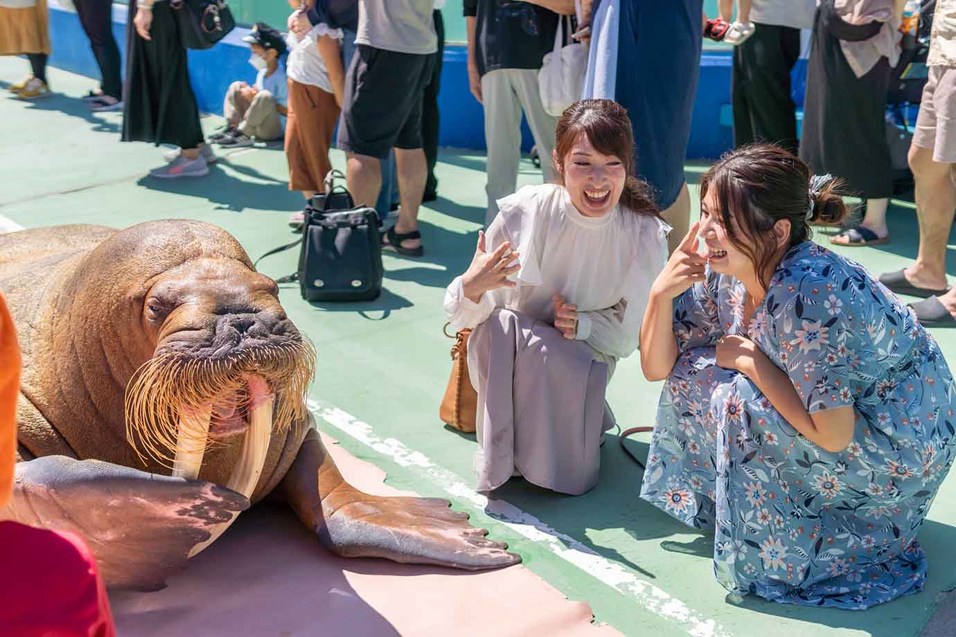 東海エリアでおすすめの水族館、3つ目は「伊勢夫婦岩ふれあい水族館 伊勢シーパラダイス」です。