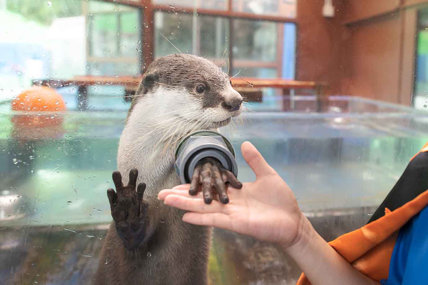 トドの食事の様子を間近で見られたり、セイウチやゴマフアザラシと写真が撮れたり、ゴロゴロしているアザラシと一緒に寝転んだり、生きものに至近距離まで近付けます。