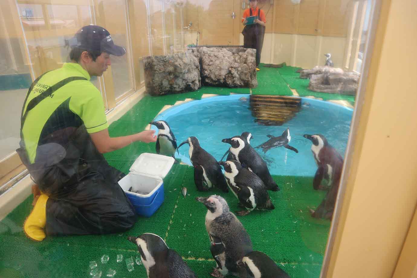 展示スペースから外に出て、「しおかぜ広間」に寄り道すると、ケープペンギンのフィーディングタイムに遭遇。