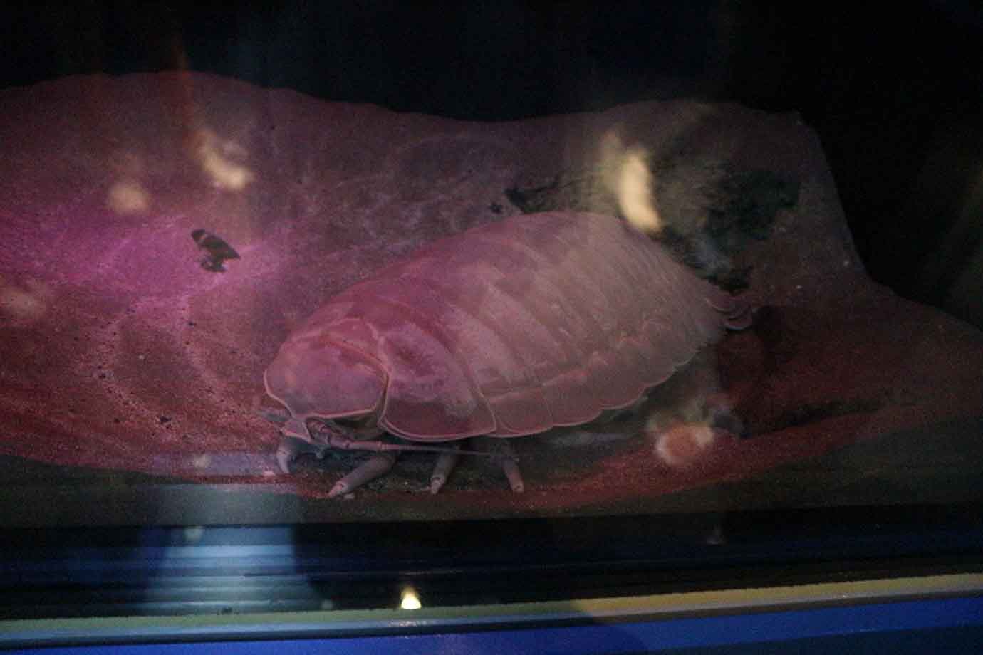 深海生物のコーナーです。「世界最大のダンゴムシ」と呼ばれるダイオウグソクムシを発見