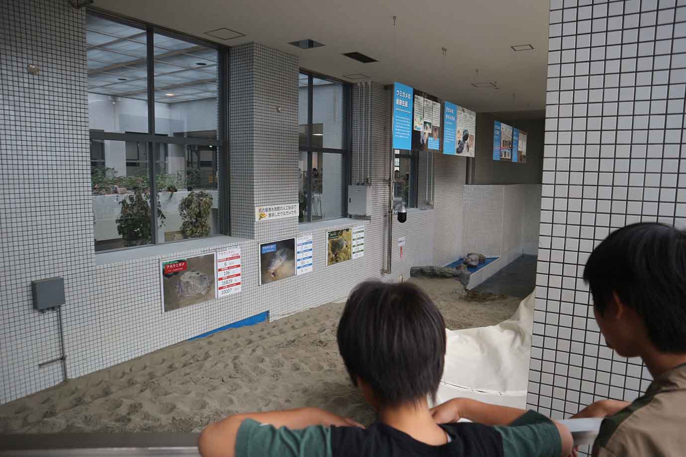 ウミガメが上陸するための人工砂浜や、名古屋港水族館でふ化した子ガメも。生態を体感できる素敵な展示です。