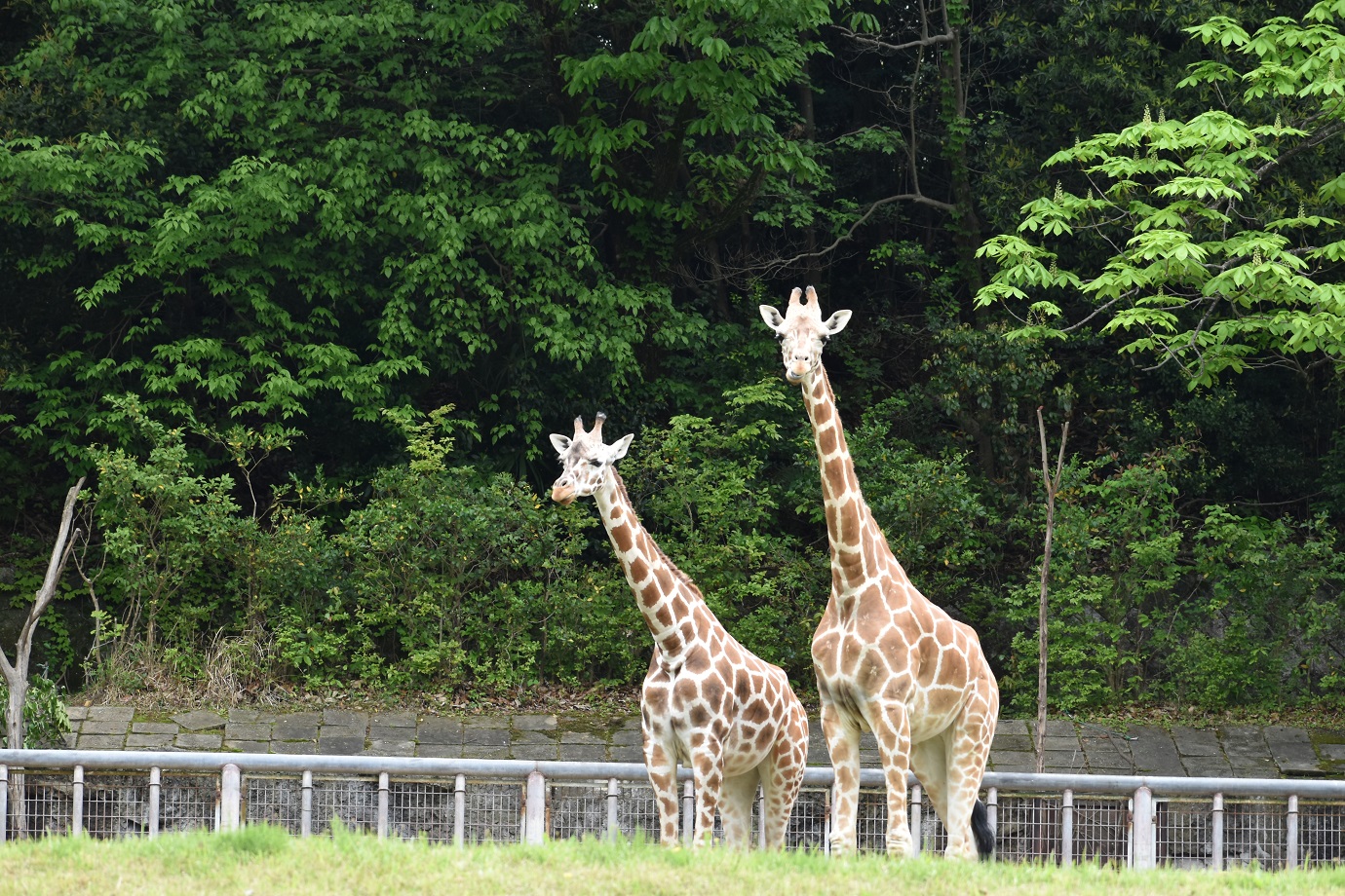 アメリとカンナ