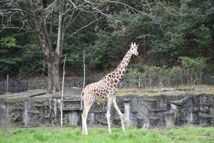 動物園のスターの素顔～アミメキリン編～