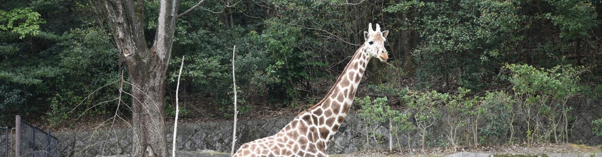 動物園のスターの素顔 ～アミメキリン編～